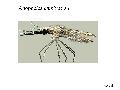 ../images/Anoph_gambiae_adult1_1.png