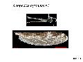 ../images/Anoph_hyrcanus_adult1.png