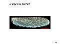../images/Anoph_marteri_adult1.png