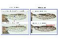 ../images/Urano_or_not_criteria_43_VRFG.png