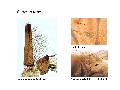 ../images/adairiL.png