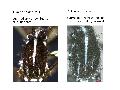 ../images/albo_cretinus.png