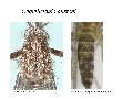 ../images/buxtoni1.png