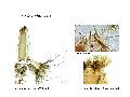 ../images/cinereusL.png