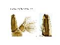 ../images/glaphyropteraL.png