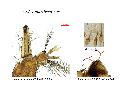../images/quasiL.png