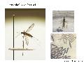 ../images/sacF1.png