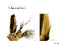 ../images/subochreaL1.png