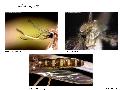 ../images/vagans.png