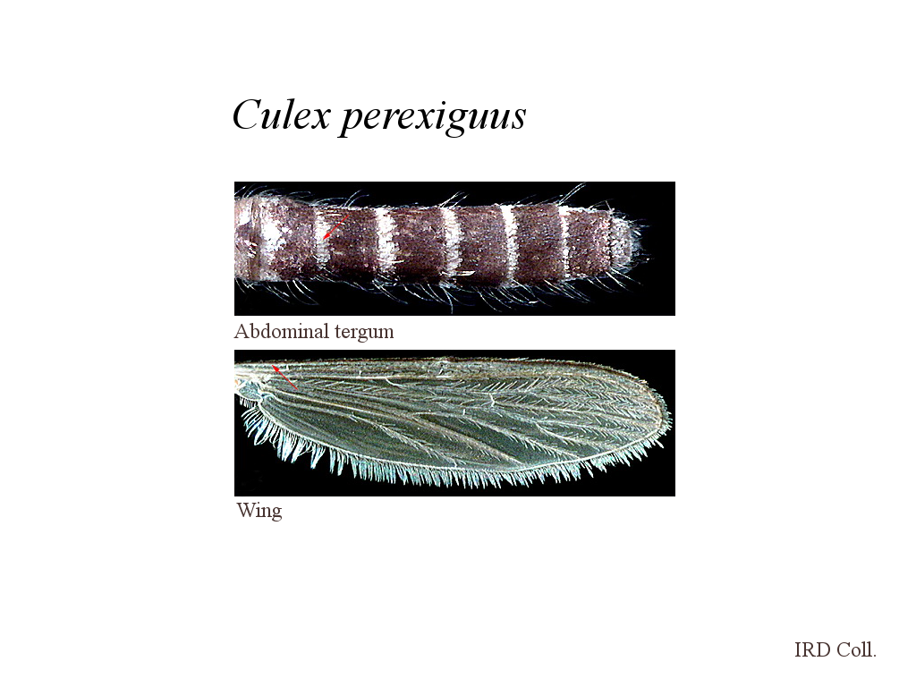 Culex Perexiguus F MosKeyTool culex-perexiguus-f-moskeytool