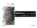 ../images/Aecinereus1.png