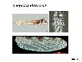 ../images/Anoph_pharoensis_adult1.png