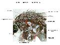 ../images/Side_of_the_thorax_VR_FG_copy_6.png