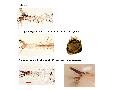 ../images/abd_plates2.png