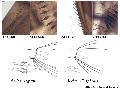 ../images/albo_aegypti1_Copy.png