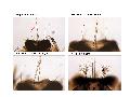 ../images/anhead3C.png