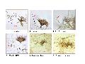 ../images/anlarva2_V.png