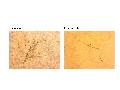 ../images/anlarva3_T.png