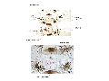 ../images/anlarvaplates.png