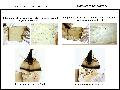 ../images/cq_spp_quest.png