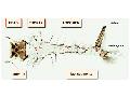 ../images/culicinae_larva_Copy_2_.png