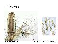../images/detritusL.png