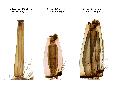 ../images/extensionpecten.png