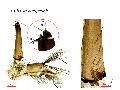 ../images/fumipennisL.png