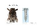 ../images/lepidonotus1.png