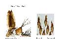 ../images/leucomelasL.png