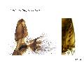 ../images/longiareolataL1.png