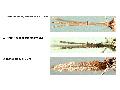 ../images/look_of_palpus_FG.png