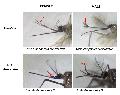 ../images/male_female_heads_arrows2.jpg