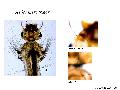 ../images/mercuratorL4.png