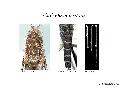 ../images/morsitans1.png