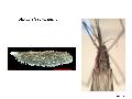 ../images/petragnani2.png