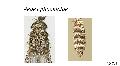 ../images/phoeniciae1.png