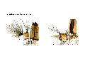 ../images/precratal.png