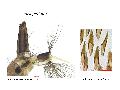 ../images/pullatusL.png