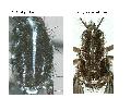 ../images/scutumlinesbw.png