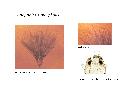../images/superpictusL.png