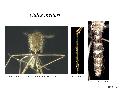 ../images/theileri1.png