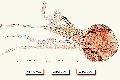 ../images/fo043.jpg